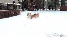 Golden Retriever enjoys playful snow day with cousins in New York, USA