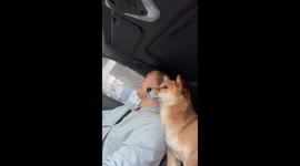 Puppy naps on owner’s shoulder during drive in Hubei, China