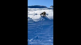 Fox cautiously explores snowy area in Shaanxi, China