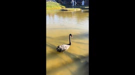 Amusing black swan interaction on lake in Yunnan, China