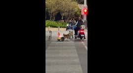 Dog transports ducks across the road in Guangdong, China
