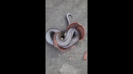 Dramatic Snake Rescue: Trapped in Clay Pots in Vietnam!