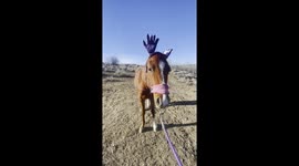 Horse with gloves on his ears looks like a Moose or Elk.