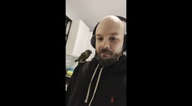 Green Cheek Conure Dancing to a Colander!