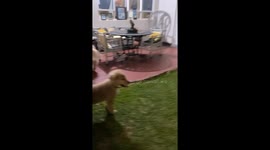 Golden retriever puppy runs into door scared of fireworks