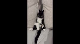 Kitten Falls Between Couch Cushions