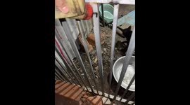 Energetic Jindo dangles from slippery fence in escape attempt—TikTok clip surpasses 27M views