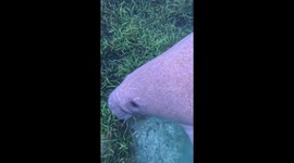 Woman almost knocked off paddleboard by clumsy manatee in Florida