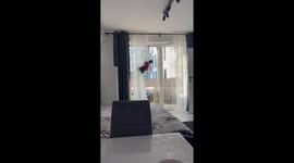 Cat in Santa outfit climbs and falls from curtain in Warsaw, Poland