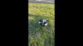 Man interacts with magpies in Melbourne park, Australia