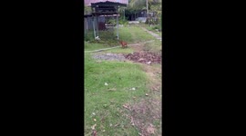 Angry goat head butts puppy that just wanted to play