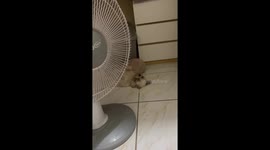 Pet pooch cools off in front of fan on hot day in the Philippines