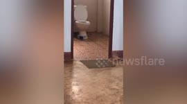 Wild monitor lizard emerges from family's toilet