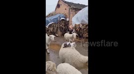 China: Chinese cat lounges comfortably on sheep’s back