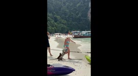 Monkey snatches iPhone from tourist at Monkey Beach—chaotic moment filmed in Thailand goes viral with over 2 million views