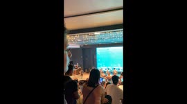 Main Tank Gallery Fish Feeding Show