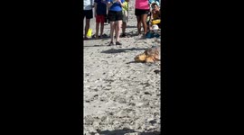 Sea turtle returns to the Gulf of Mexico after laying her eggs