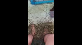 Gara Rufa fish eats dead skin and it cleans your skin.