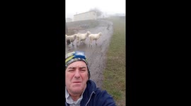 Sheep humorously respond to a song in Monchio delle Corti, Italy