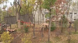 China: Panda cubs with gray fur quickly gain black color at Chengdu base