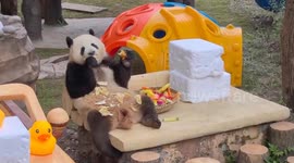 China: Giant pandas draw crowds in Chongqing during New Year holiday