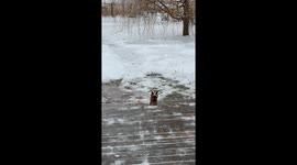 Yorkie hilariously slips on icy ramp during freezing rain—Instagram clip hits 480K views