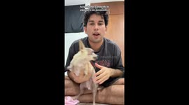 Feisty chihuahua sparks tiny drama during dressing time—viral TikTok tops 20M views