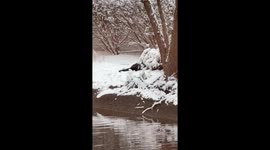 Otter Playing in the Snow