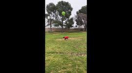 Nina loves to bop the ball off her nose. We discovered this 3 years ago and now it’s a daily thing at a variety of parks around Vegas