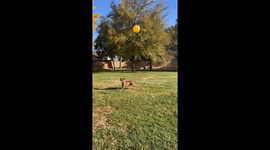 sunny day ball bopping