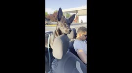 Dog’s Adorable Instinct Kicks In Every Time She Hears Sirens