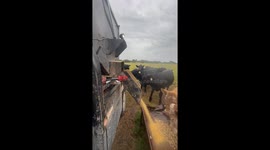 Mass Feeding Cattle In One Long Line