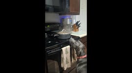 Dog Tastes Steam from Rice and Beans