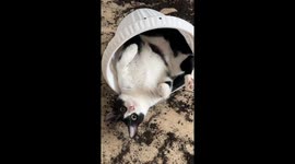 Cats Are the Flowers of Life