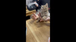 An incredibly cute kitten is playing with a napkin in a noodle shop in Vietnam.