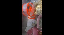 Hamster struggles on a small spinning wheel in Jakarta, Indonesia