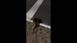 Man helps anteater safely cross road in João Pessoa, Brazil