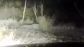 Pakistan: Leopard Spotted Near Islamic University in Islamabad