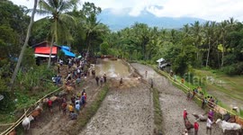 Traditional Indonesia Cow Racing in 2026. Sumatran people compete with cows in the muddy rice fields at the Indonesia Cow Racing known as ''Pacu Jawi'' held to celebrate the end of the harvest season in Tanah Datar district of West Sumatra, Indonesia, on 