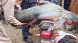 Pakistan: Young Fisherman Catches 102kg Giant Fish from River Ravi Near Kartarpur Shakargarh