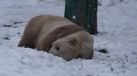 China: World's only captive brown giant panda enjoys snowy fun