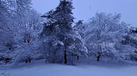 Snow blankets the Veluwe forest in a tranquil winter scene in Hoenderloo, Netherlands
