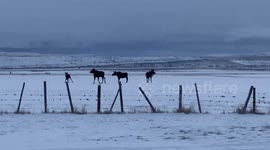 Moose spotted on snowy ranch in Daniel, Wyoming, USA