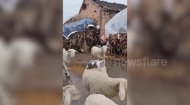 Adorable footage shows cat lounging on the back of a sheep
