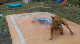 Backyard Water Park Zoomies with Adorable Zuma the Dog