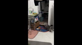 Quick mouse escape outsmarts kitchen cats in Guangdong, China
