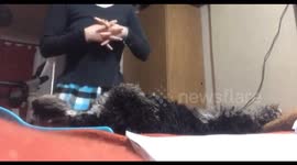 Pandemic practice gets playful with a patient pup, Córdoba, Argentina