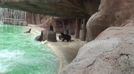cute sea lions 