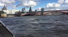 A seal in the river Thames