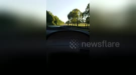 Newsflare Edit - Down Syndrome Brother's Reaction to Mustang GT